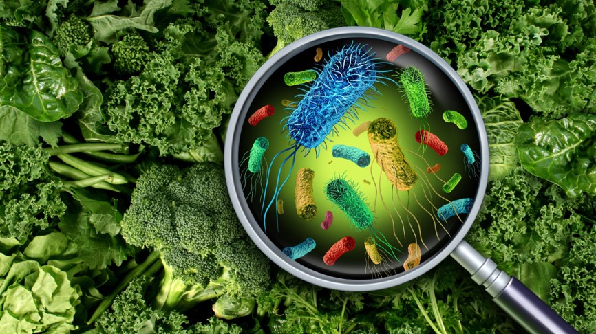 Contaminação Alimentar - 2026